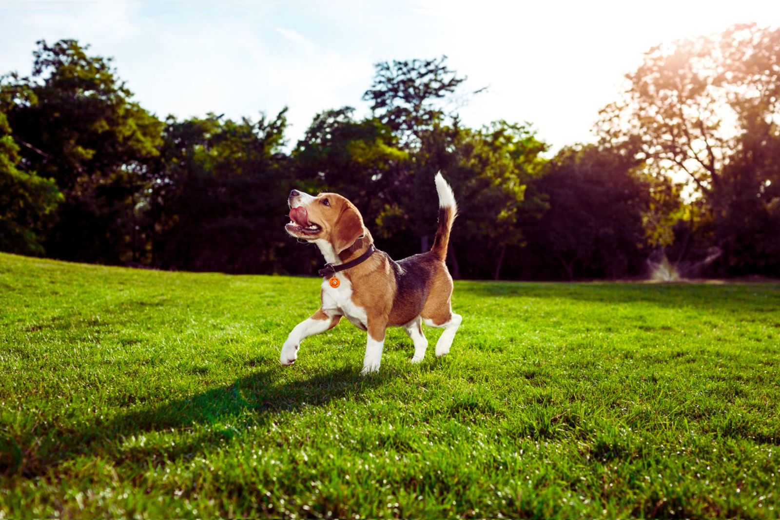 Chien portant une médaille ScanMyPet