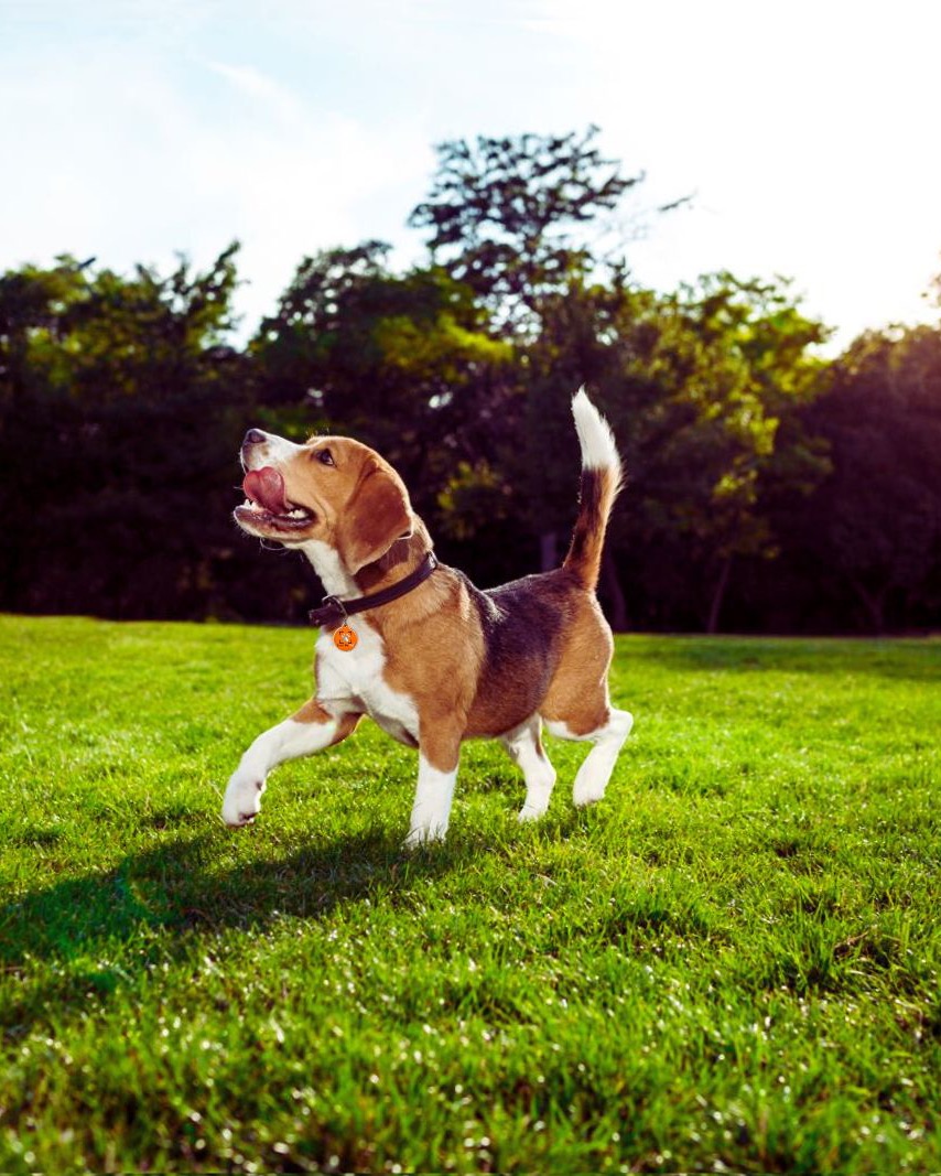 Dog wearing a ScanMyPet QR code tag on its collar